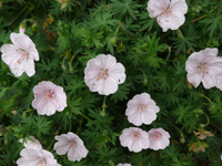 Geranium s. var. striatum.jpg_s.jpg